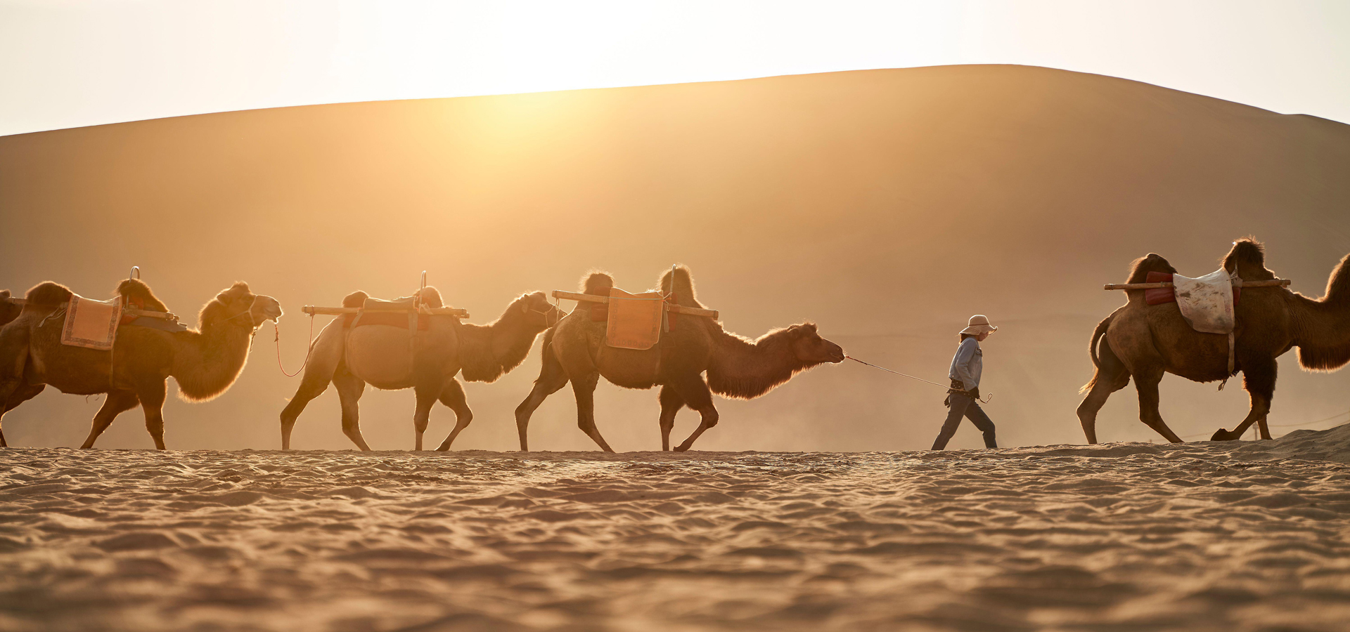 caravan of camels walking in desert at sunset with huge sand dune in background
