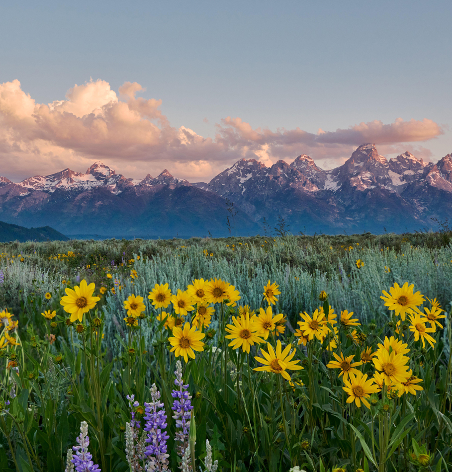 Spring flowers with Grand Teton Range, Grand Teton National Park, Wyoming, United States of America