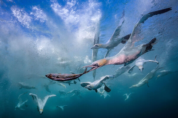 Eye level with diving Northern gannets (Morus bassanus) taking Mackerel (Scomber scombrus) underwater.
