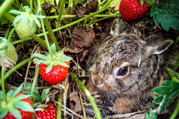 Grey hare among ripe strawberries