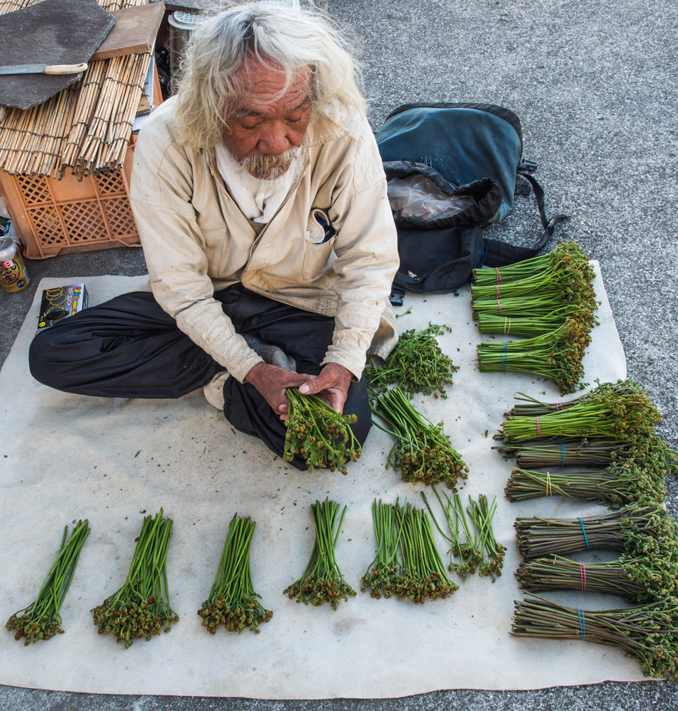 Man preparing sansai warabi, wild mountain vegetables, Ehime, Shikoku, Japan